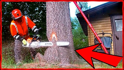 Expert Tips On How To Remove Dangerous Trees Safely!