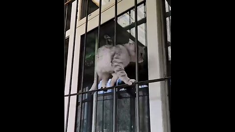 Funny cats!