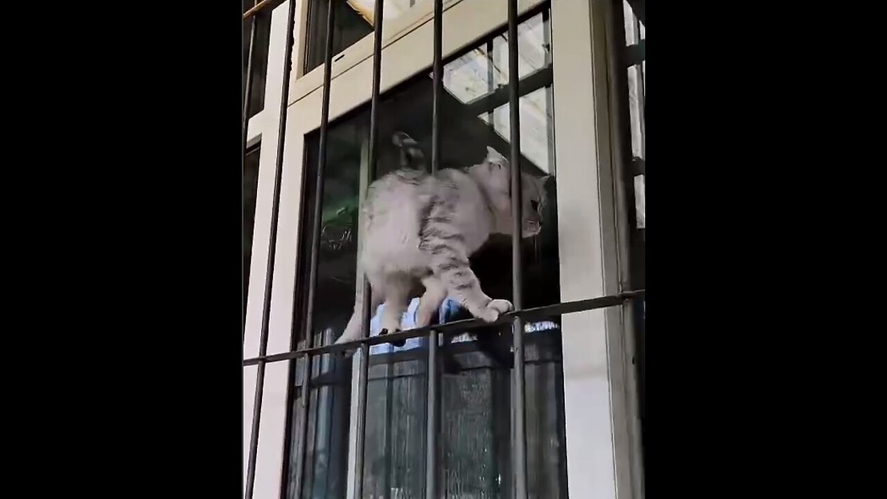 Funny cats!