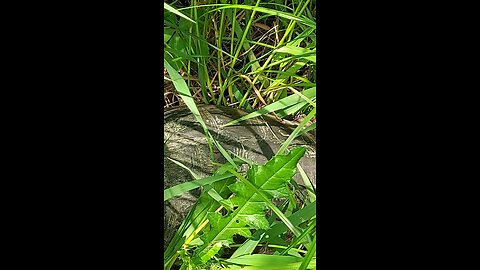 unknown creature part 3of3