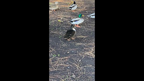 Mallard Ducks 🦆 #mallardducks #ducks #duck #followme #shorts #viral #trending