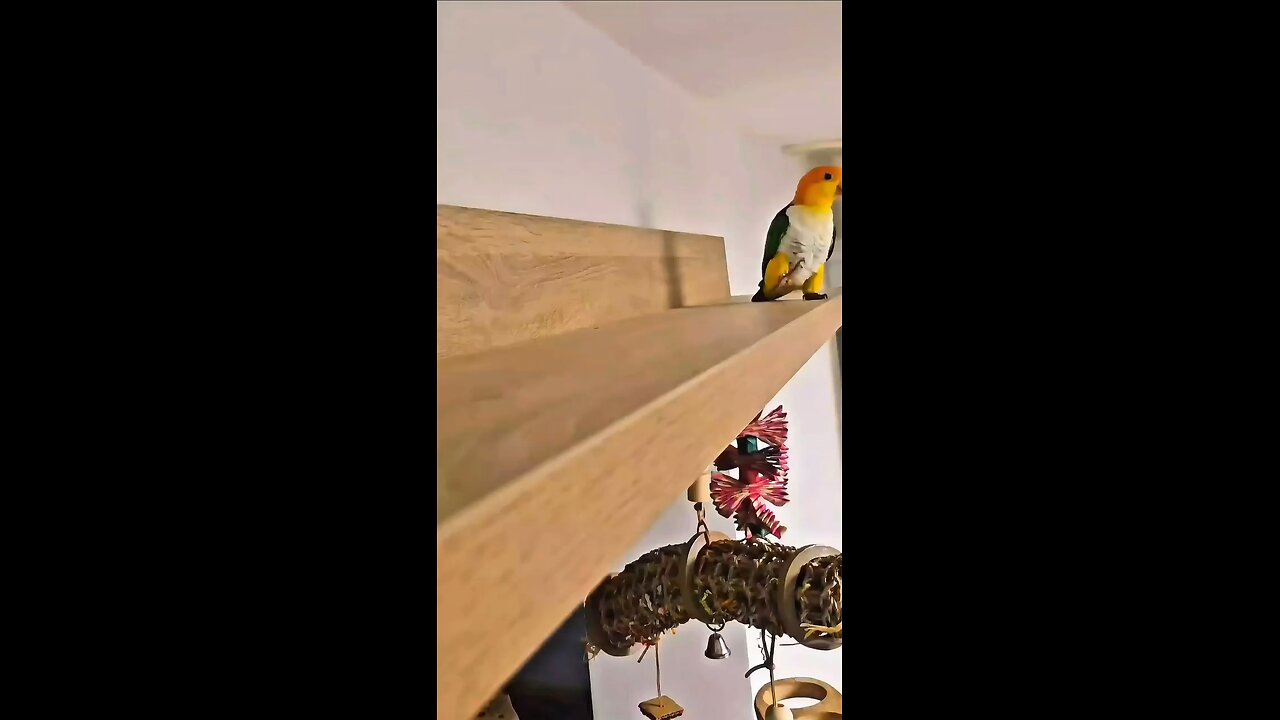 funny 😂 paroit dance