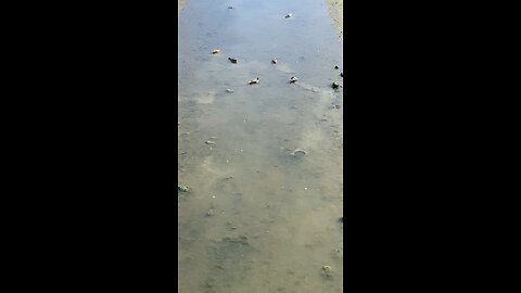 Mallard Ducks 🦆 #mallardducks #shorts #viral #trending #ducks #duck #followme
