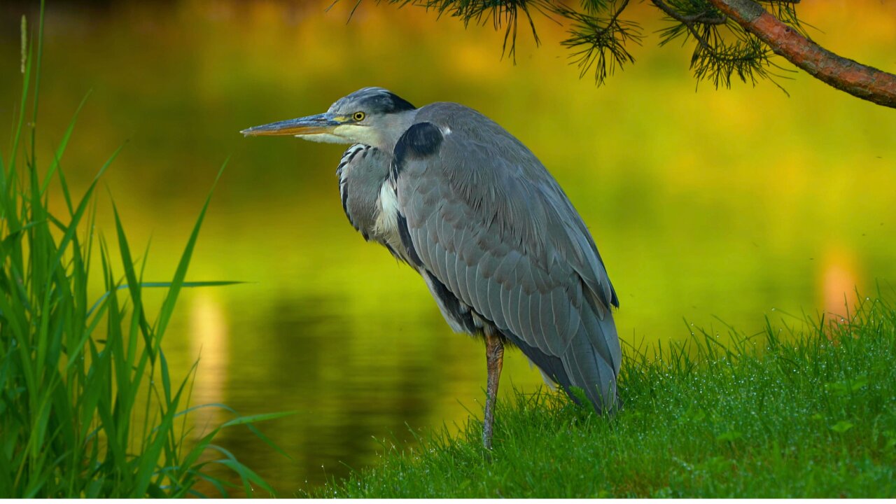 Stoic One Year Old Grey Heron on a Colorful Island