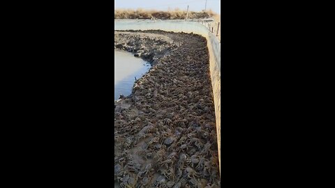 CRABS