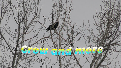 Treetop Crow