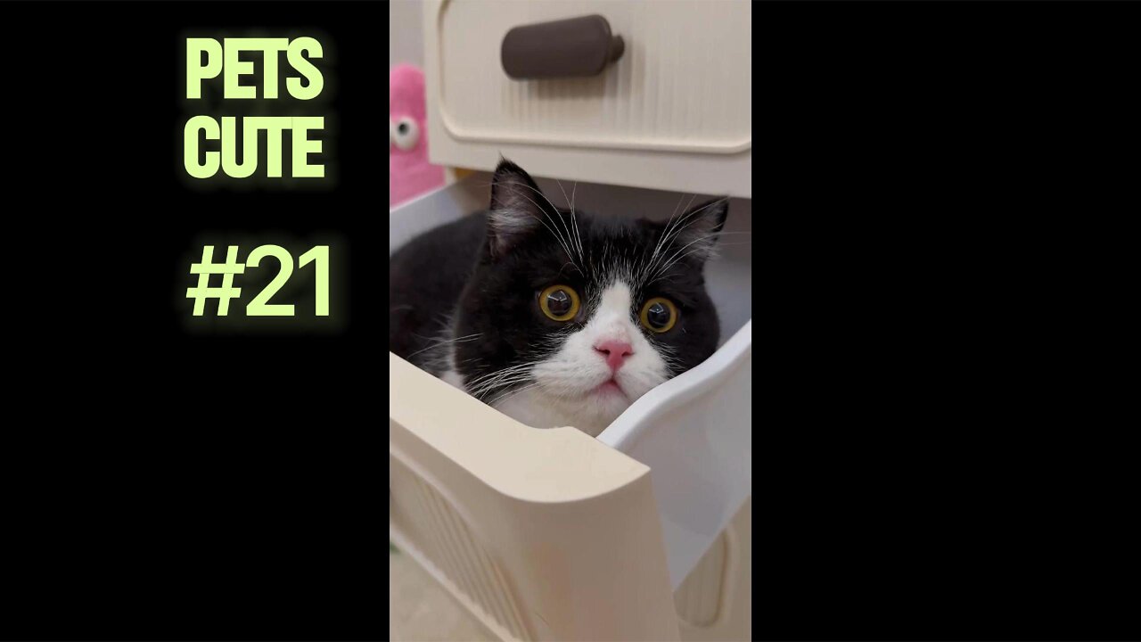 Funny Pets Compilation 2025 – Try Not to Laugh!