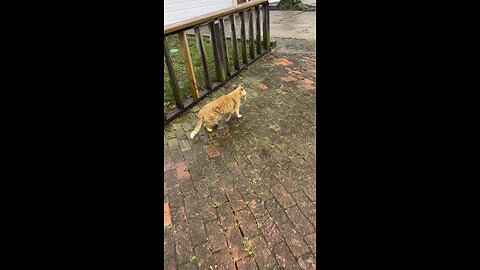 Cat in nature.