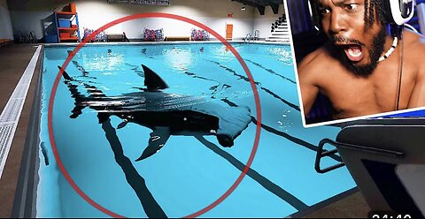 MY DEEPEST FEAR. There's a SHARK in the POOL [Sharks And Minnows]