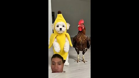 Funny Dance Video