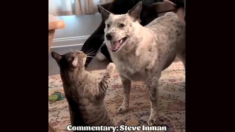 Funny Animal Compilation - Commentary by Steve Inman