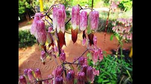 Kalanchoe pinnata Supports wound healing and reduces inflammation