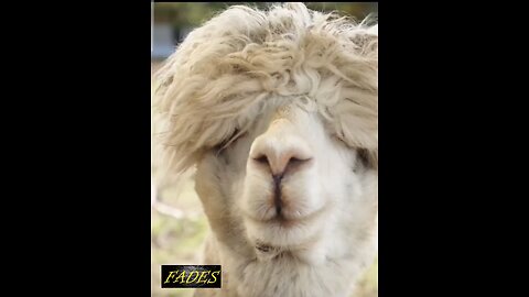 Every Teenage Boys Hair in Toronto