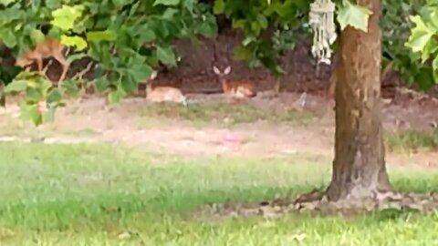 Fawns bath time 7/30/25