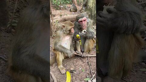 Funny monkey #37
