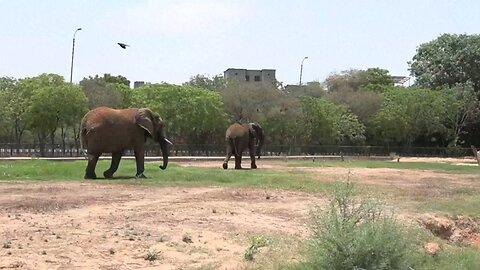 Pakistan's last elephants battle tuberculosis with 400 pills a day