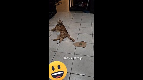 Cat vs Catnip. He couldn't stop sniffing it. Lol. 🙂😀🙃😎💎🐈