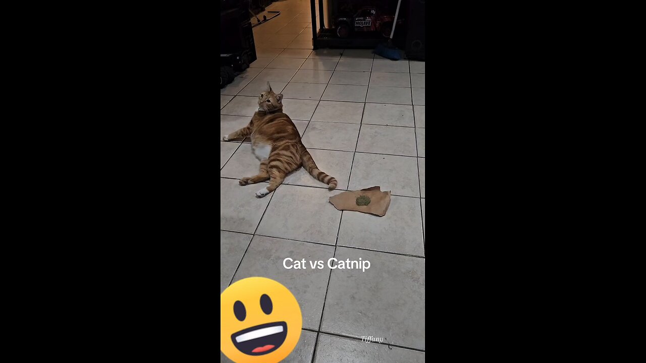 Cat vs Catnip. He couldn't stop sniffing it. Lol. 🙂😀🙃😎💎🐈
