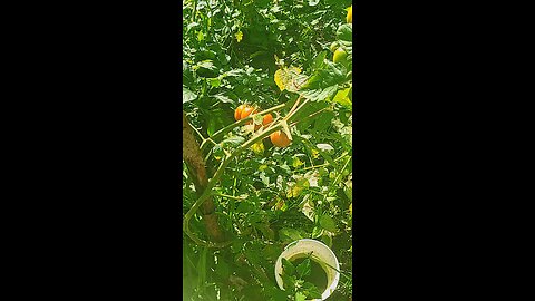 just some veggies