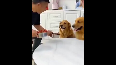 Dogs are so 🥰