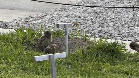 Baby Burrowing Owls Day 13! | 4K
