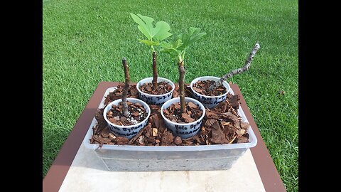 Rooting Yolo Bypass Fig Cuttings 7/26/25