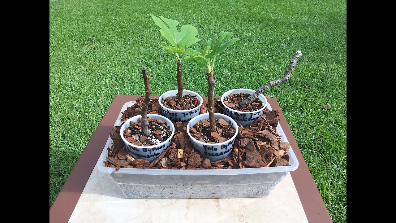 Rooting Yolo Bypass Fig Cuttings 7/26/25