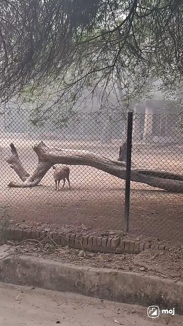 Join the wildlife journey! #MuleDeer #WildlifeMagic #NatureLovers #DeerAdventure #WildernessVibes