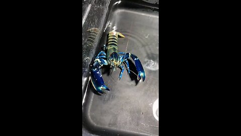 shrimp ⁉️