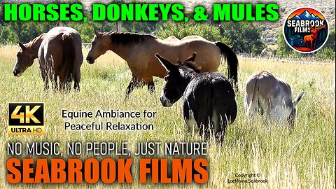 Horses, Donkeys, and Mules: Equine Ambiance for Peaceful Relaxation