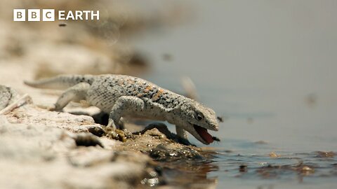 400 Flies for a Sip of Water: Fabian's Lizard vs the Atacama Desert | BBC Earth