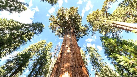 Giant Trees🌳