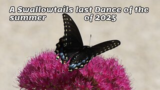 A Swallowtails last dance of the summer of 2025