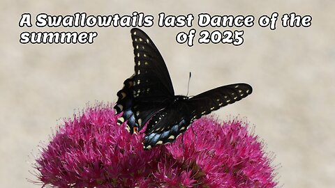 A Swallowtails last dance of the summer of 2025