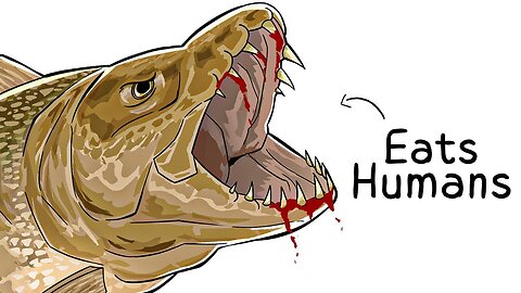 Why It Sucks To Be Born As a Goliath Tigerfish - 1080