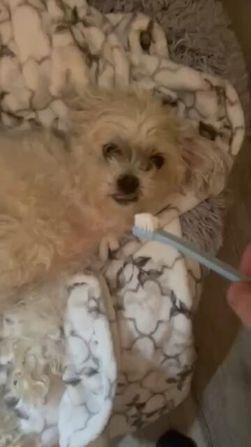 Brushing my Dog's teeth