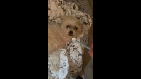 Brushing my Dog's teeth
