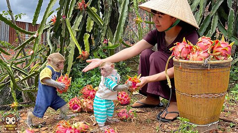 Mom takes YiYi and YinYin to harvest dragon fruit to sell and buy new clothes