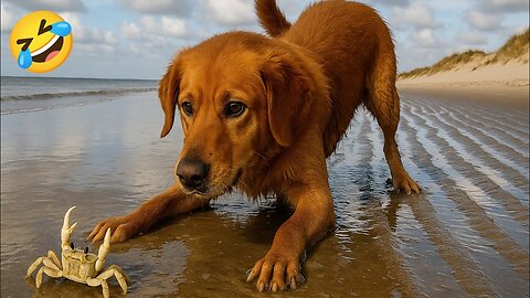 funny animal videos