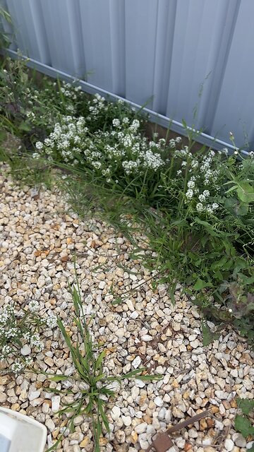 🌿 Weeding, cleaning the yard🍃