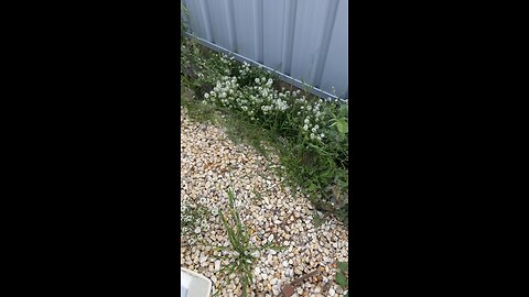 🌿 Weeding, cleaning the yard🍃