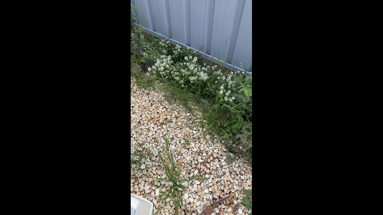 🌿 Weeding, cleaning the yard🍃