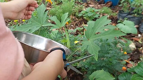 My Vegetable Garden