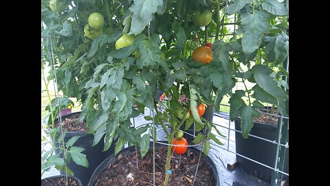 Third Hossinator And Brandywine Tomato Harvest From Containers 6/15/25