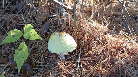 Mushroom