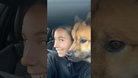 funny animal compilation #funnyanimals #animals #dog #shorts