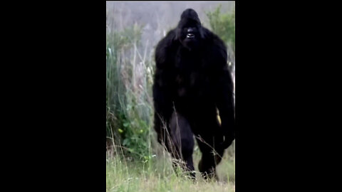 SHOCKING Bigfoot Sighting WASHINGTON! Bird Watcher HIDING Records 2 MASSIVE Creatures!