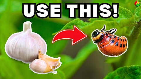 Ward Off Critters with These Three Nature-Powered Ingredients! G30