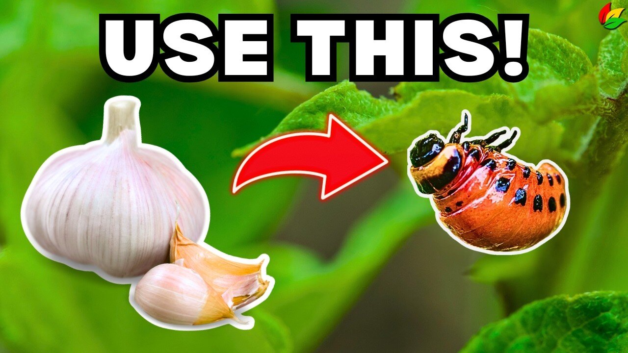 Ward Off Critters with These Three Nature-Powered Ingredients! G30