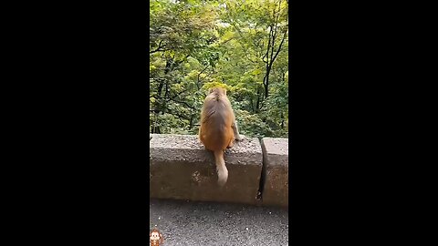 Blue cat teases monkey's nightmare scene